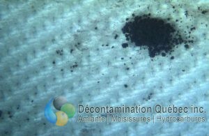 Décontamination Qc