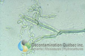 Décontamination Qc
